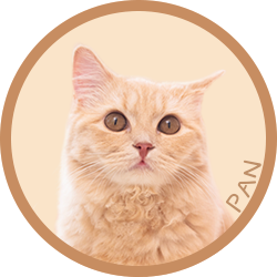 猫/パン